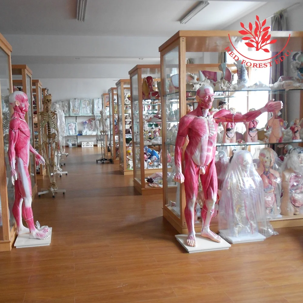 Human Torso Model 180cm Male Torso 37 Parts Internal Organs Systemic Medical Whole Body Art Muscular Anatomical Figure Model