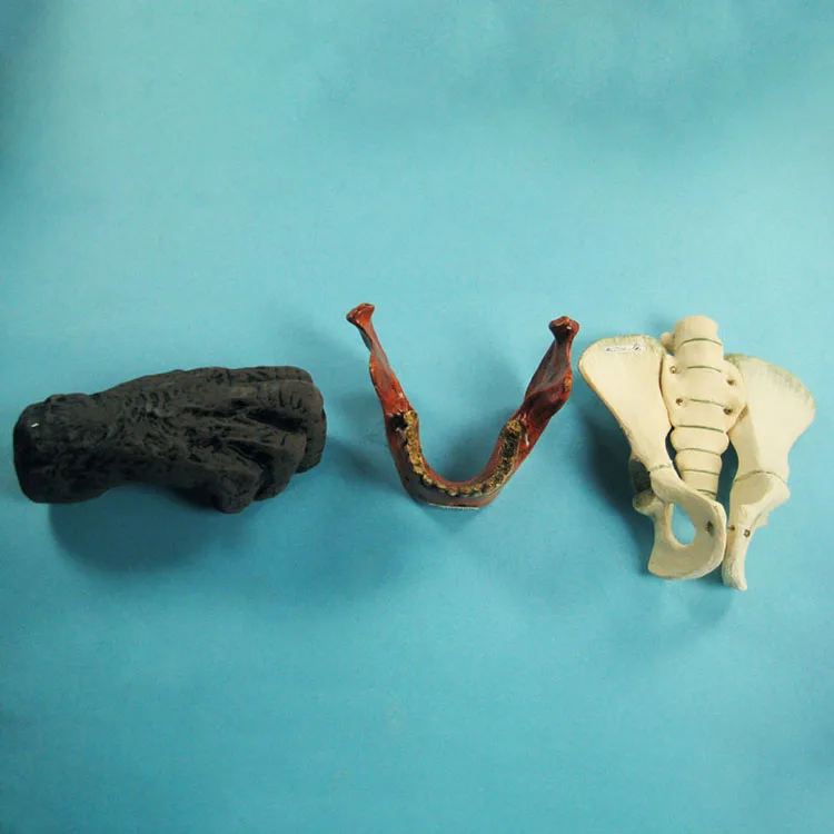 生物学教育補助解剖学的人間進化モデルセット| Alibaba.com