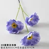 Flor de amapola violeta claro