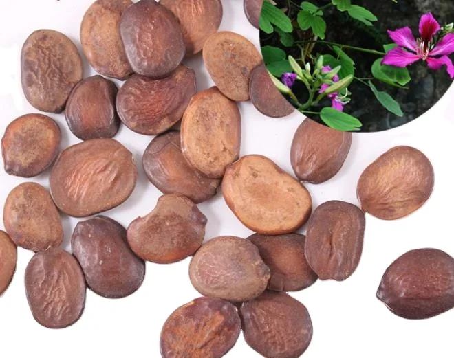 Натуральные цветы, Сушеные Семена баухинии варигаты для посадки