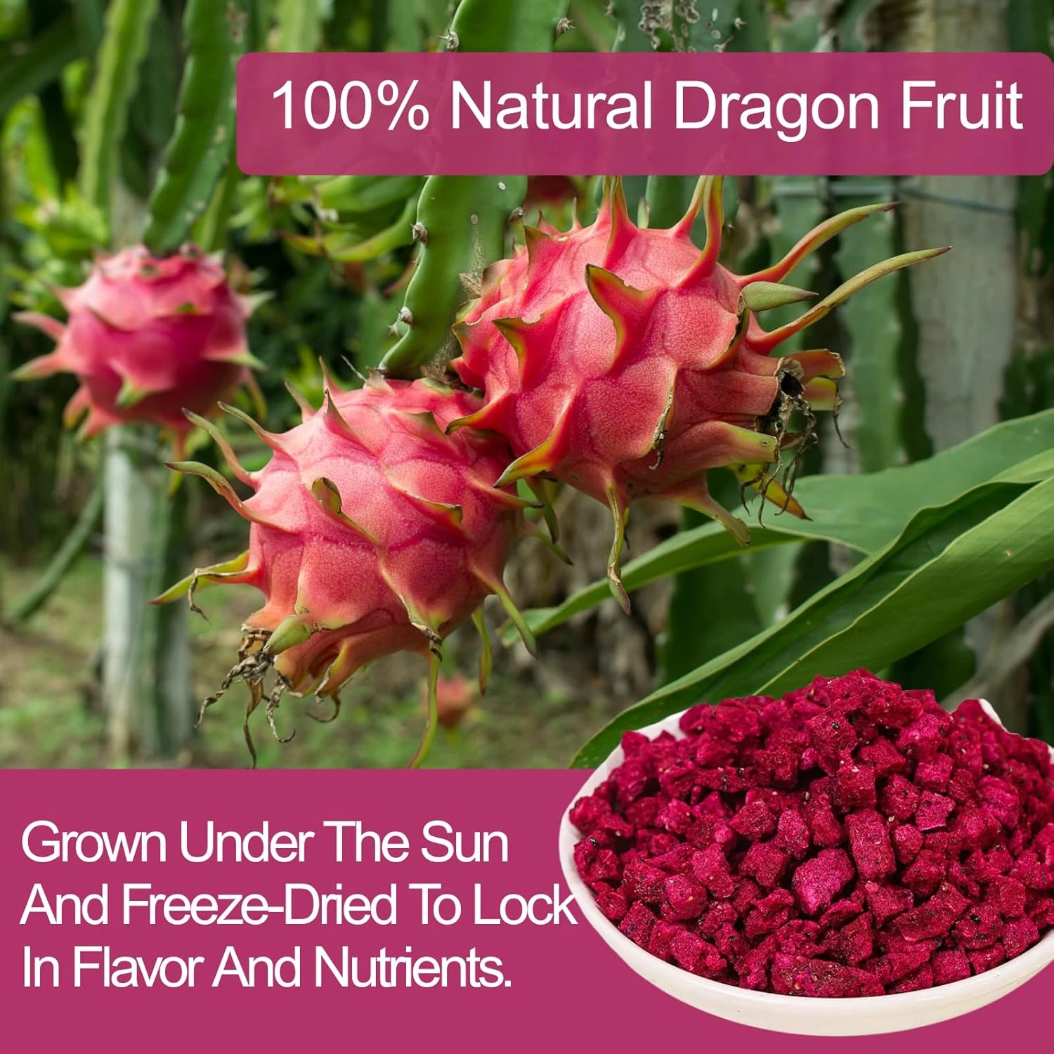 Freeze Dried Red Dragon Fruit Slices for Wholesale | Bulk B2B Supply Hec8e678adc48438d9e4450fe5286bdf9x