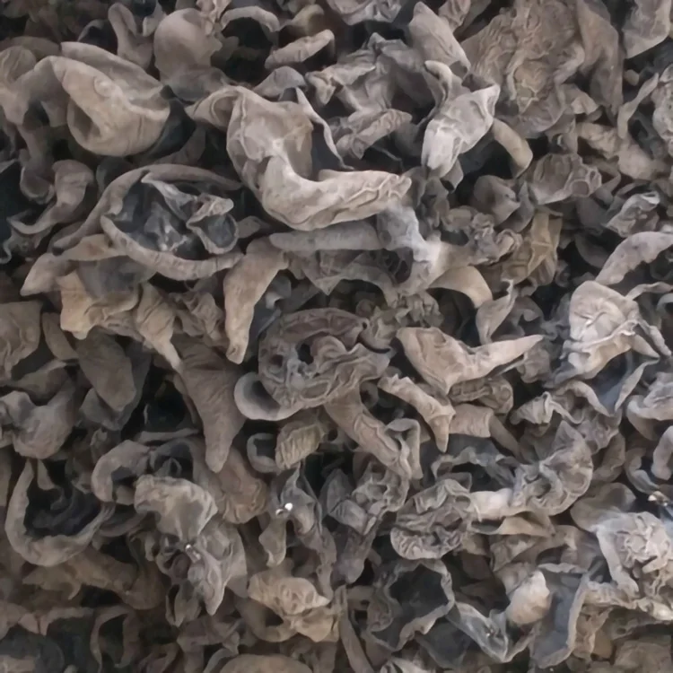 edible fungus