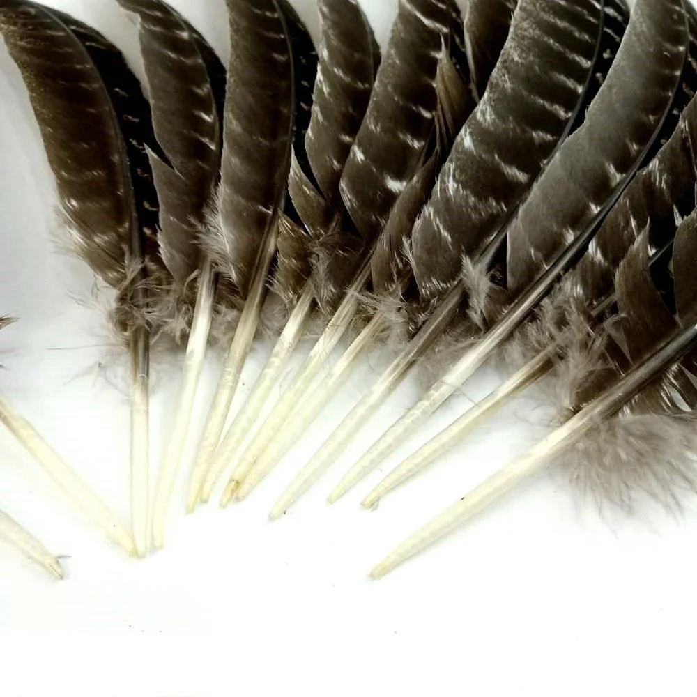 Turkey Feathers  Wild Chinchilla Wing Quills - 6 Pieces, Natural 