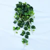 Epipremnum aureum coloré