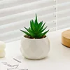 Aloe de la pequeña belleza verde