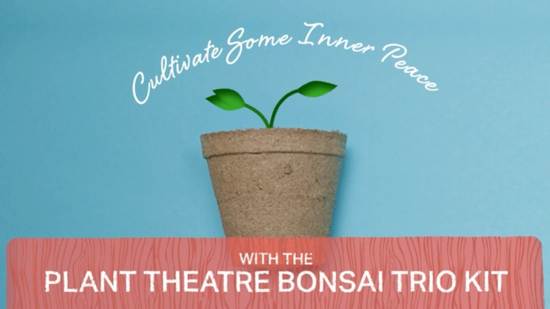 Usda Organic Certified Eco Friendly Indoor Home Garden Kit Bonsai Tree