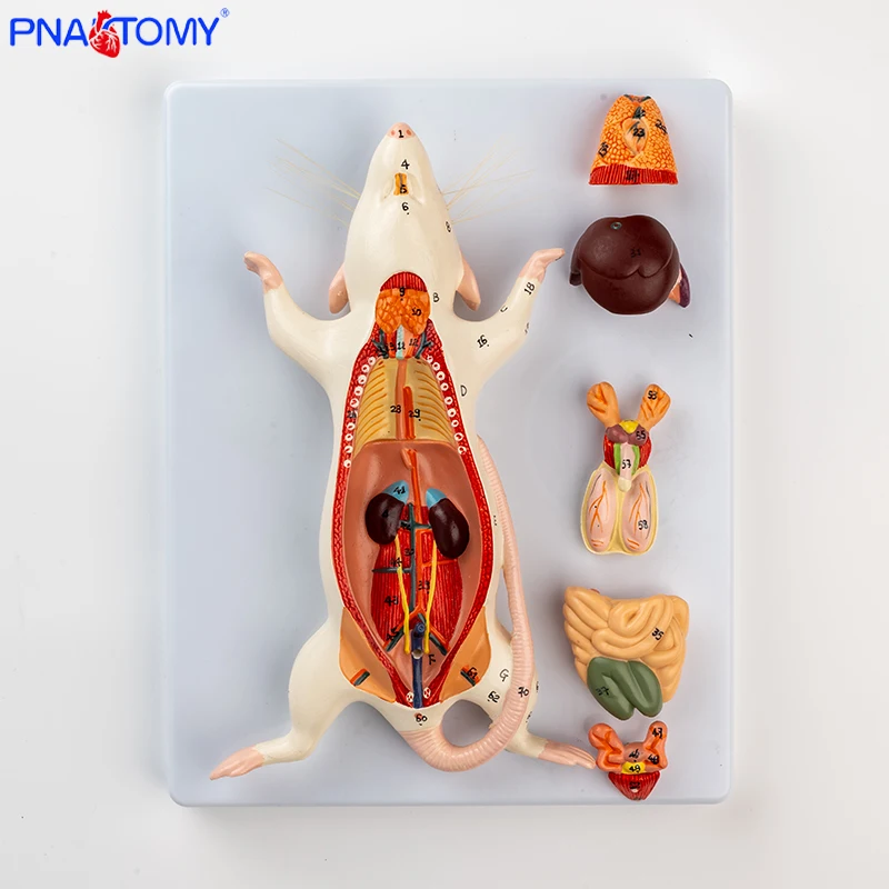 Rat Anatomy Model White Mouse Internal Organ Structure Anatomy Biology ...