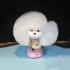 Cheveux de tête améliorés de White Teddy (sans modèle)