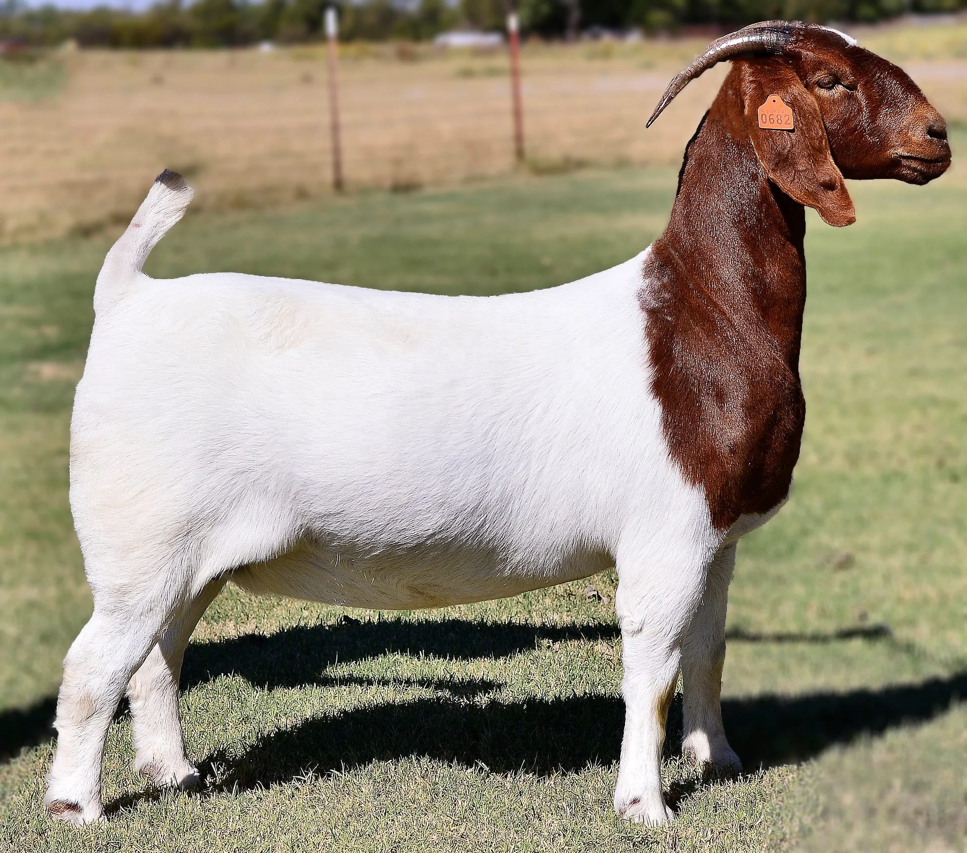 Alive Healthy Full Blood Boer Goat,Saanen Goat,Cows Buy Boer Goat Goat Meat Livestock Live