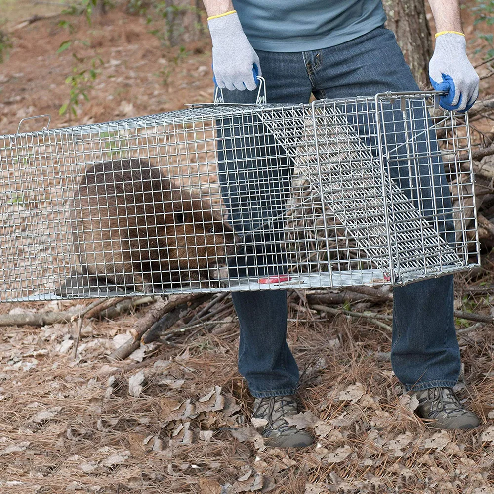 Humane Small Live Animal Trap Control Steel Cage Raccoon Skunk Cat Metal  Traps