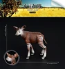 044 Cucciolo di cervo okapi