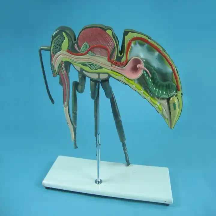 Bee Anatomical Model - Educational Resource for Children