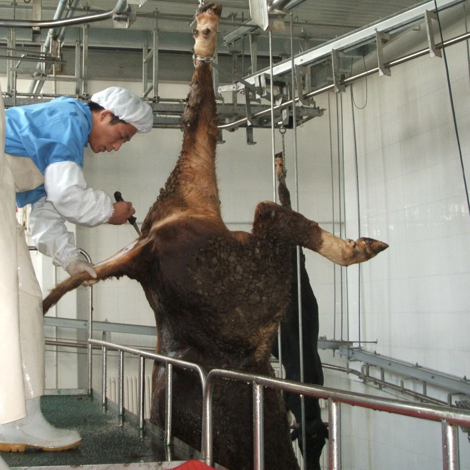 Complete turnkey cattle slaughtering system for high capacity abattoirs