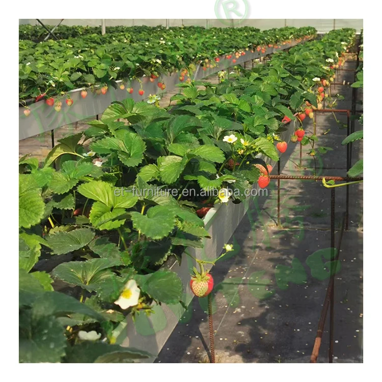 Pvc Nft Gutter Hydroponics Strawberries Gully System For Growing