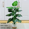 Pothos à 18 branches - Pierre blanche, pot blanc nordique