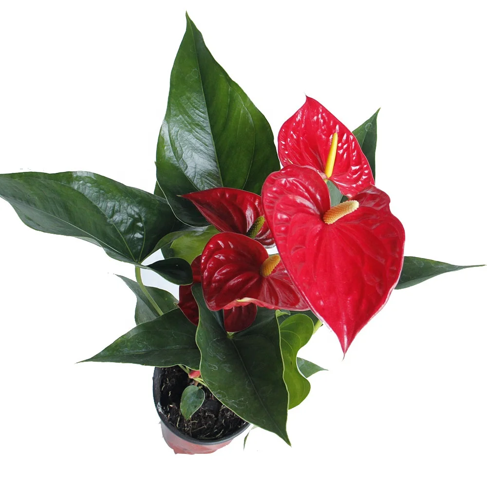 Ins Style Long Stem Natural Plants Anthurium Red Potted Fresh Cut Flowers  for Home Decorative