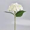 Hortensia blanc