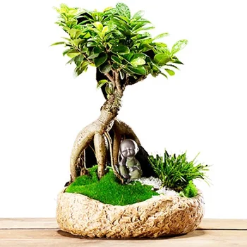 2022 best gift home decorative Ficus ginseng bonsai for indoor and outdoor plants artificial