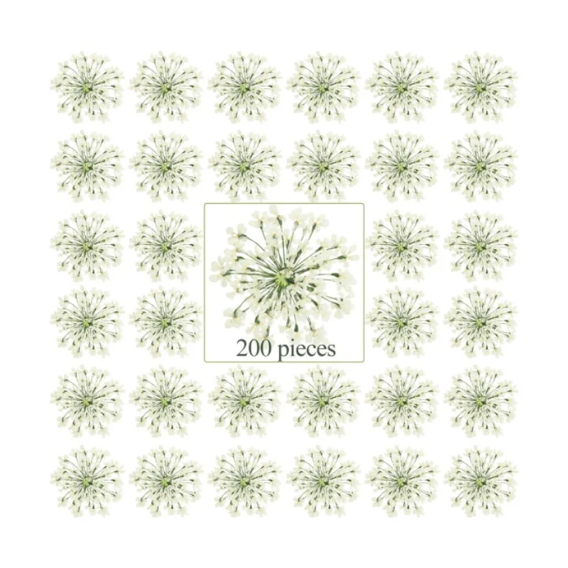 Высушенный прессованный цветок для скрапбукинга