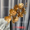 Petite orchidée Phalaenopsis à 7 têtes