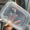 transparent