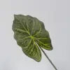 green alocasia leaves a