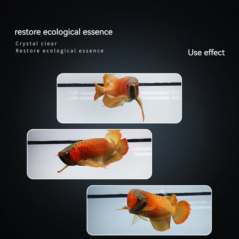 キ*ン様 Arowana Magical Light Series キ*ン様 Arowana Magical Light Series Arowana Special New
