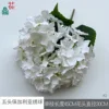 Hortensia búlgara de cinco cabezas XQ Blanca