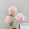 Rosa de la montaña nevada