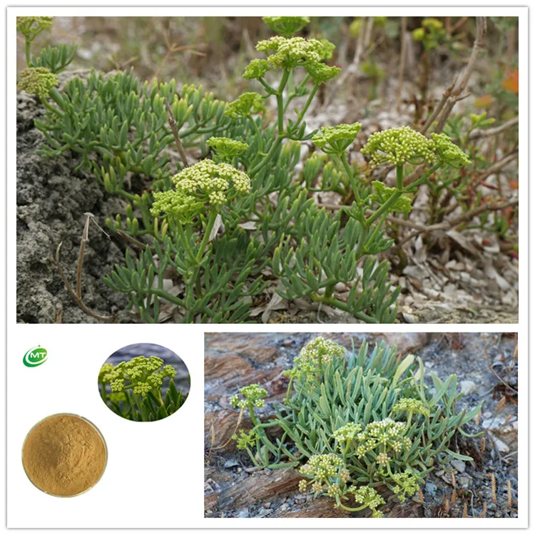 100% Pure Natural Crithmum Maritimum Extract/ Rock Samphire Extract/ Sea Fennel Extract
