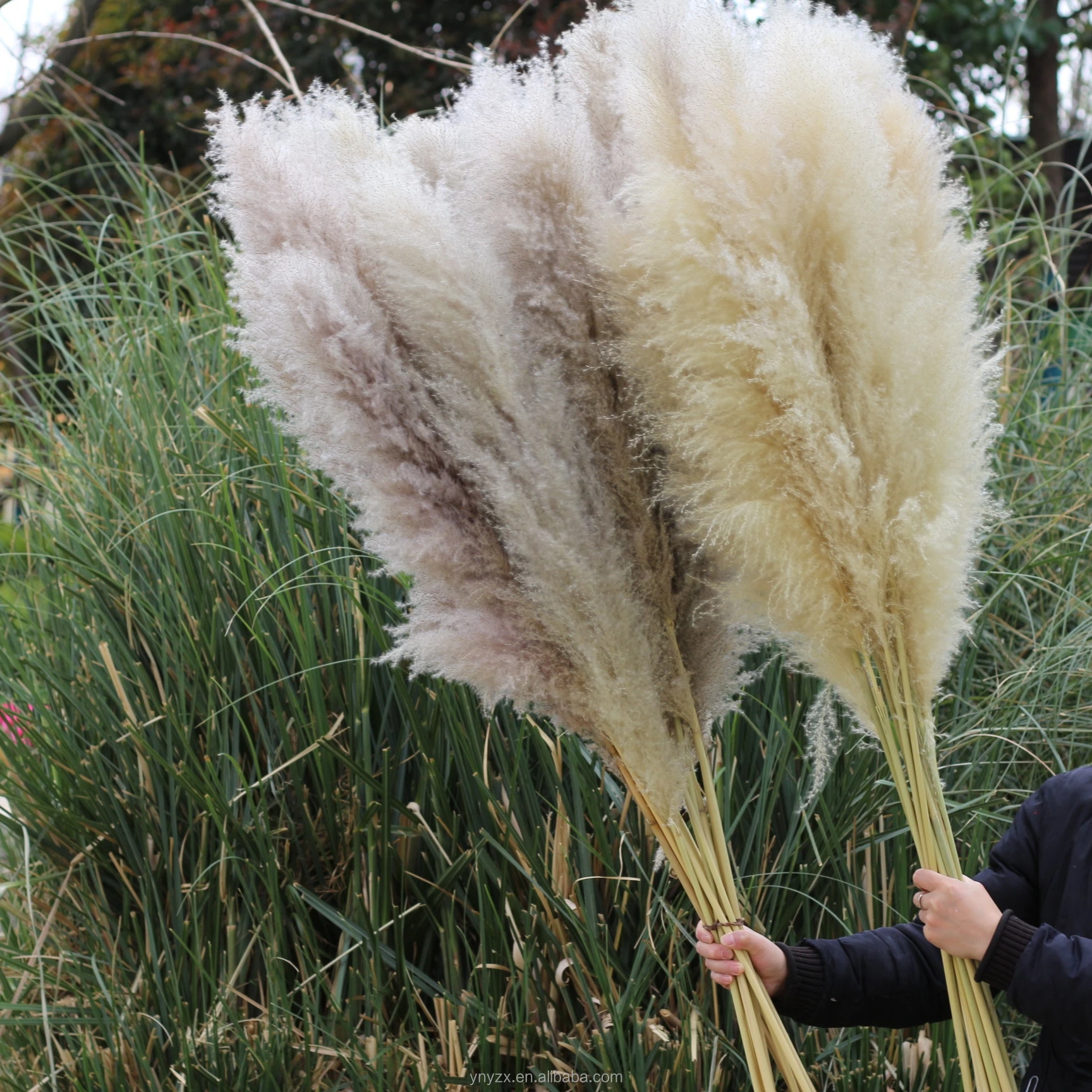 Wholesales Pampas Grass 120cm For Decoration Fluffy Reed Large Tall
