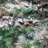 Forêt numérique