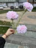 สีชมพู