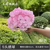 Pink 5-headed hydrangea