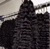burmese curly