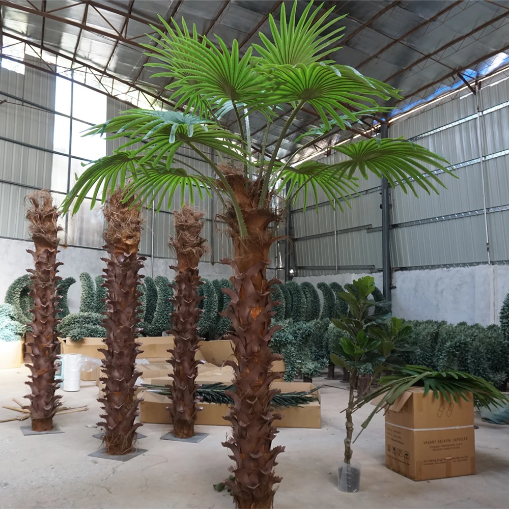 red kaktus #EC248 EXACT Trichocereus Echinopsis Cherry Red Cactus Cutting 6