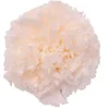สีขาวครีม