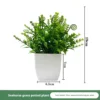 Plante en pot d'herbe marine