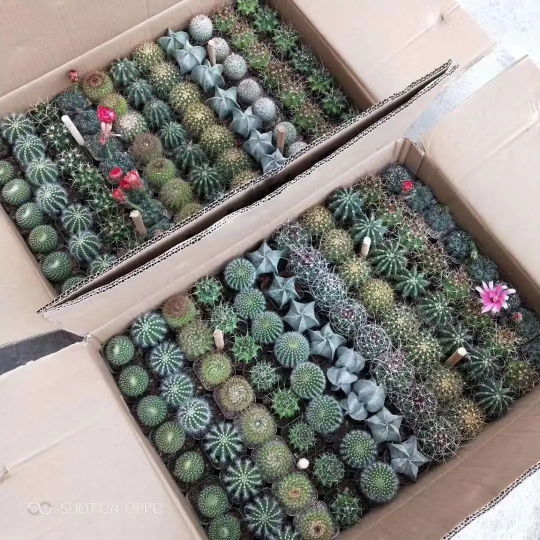 Wholesale cactus mini cactus mixed box 4-5cm purple sun cactus plant Bonsai for nursery