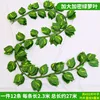 36-leaf pothos (12 leaves)