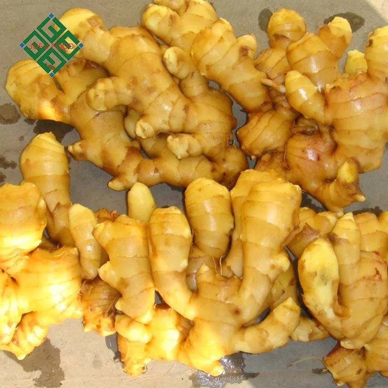 Carton Package Ginger Varieties of Fresh Ginger