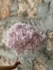 luce pallida