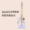 Colonne vertébrale verticale de 45 cm avec pigmentation musculaire