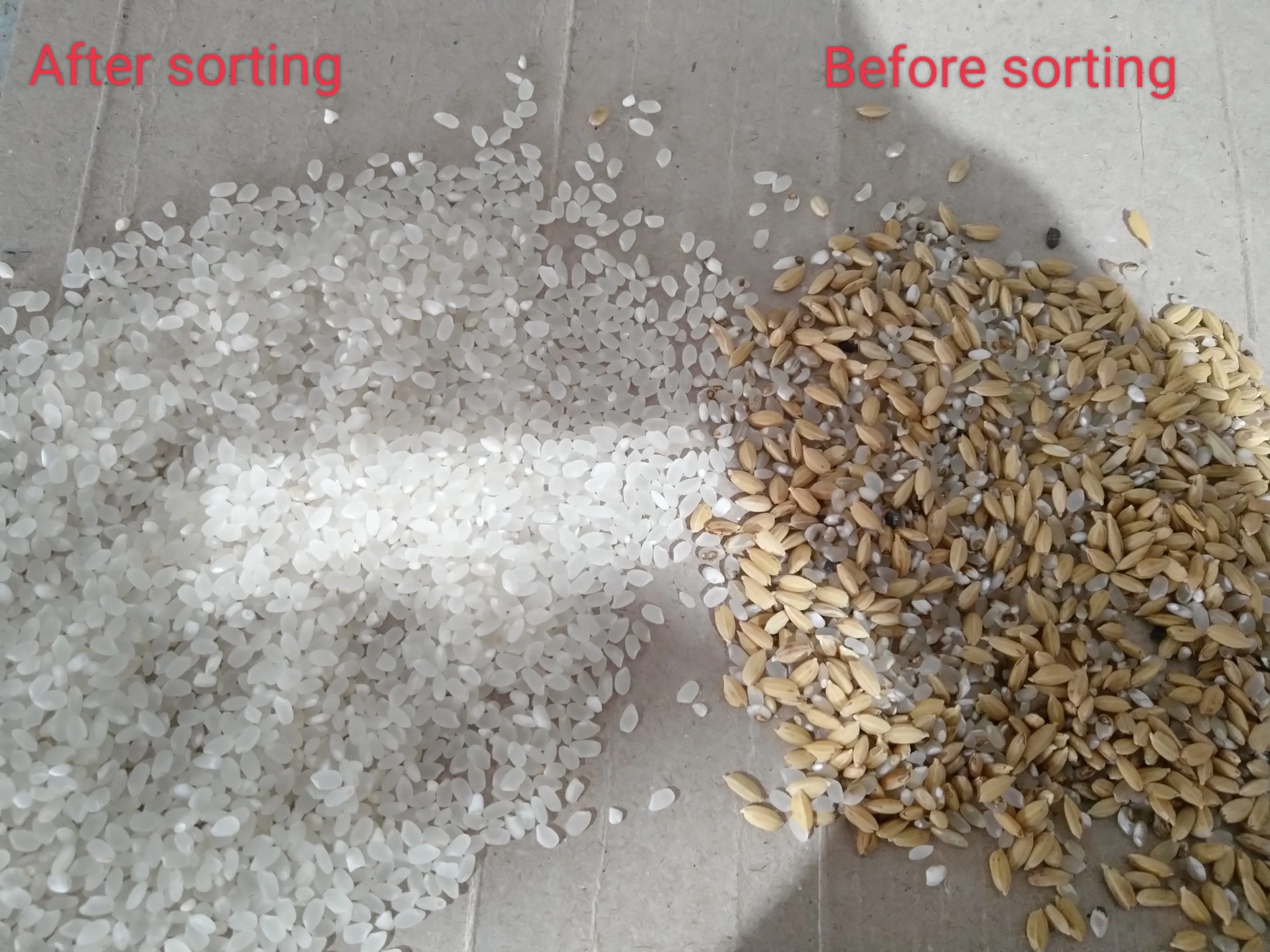 Intelligent Mini Green Mung Optical Sorter Coffee Bean Color Sorting Machine with Shape Sorting Function