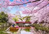 Sakura et Rivière