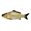 Carassius auratus