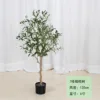 Aceituna 120cm