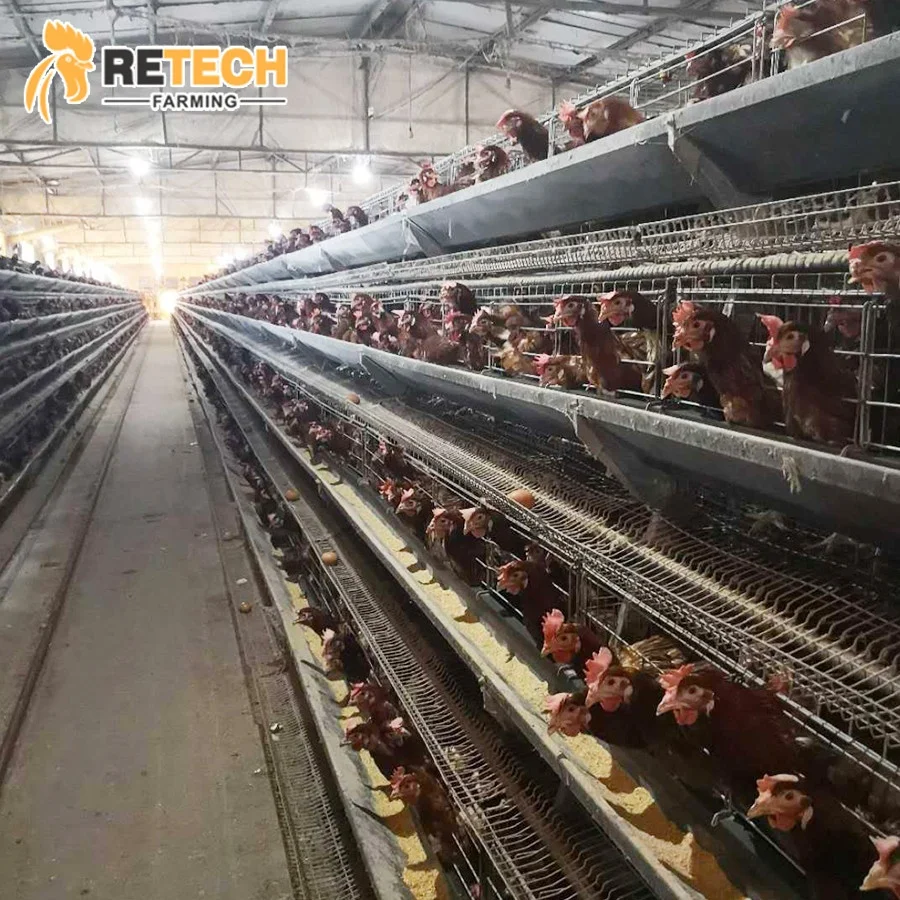 Poultry Farm Simple Design Manual Layer Cage for 10000 Chickens House