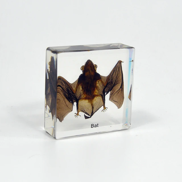 Best Seller Real Animal Taxidermy Bat Acrylic Specimen Teaching Resources for Kids Preschool Educational Equipment