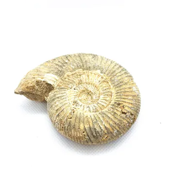 Wholesale Natural White Decorative Shell Ammonite Conch Fossil